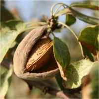 Almondselect​™ 速溶巴旦木粉