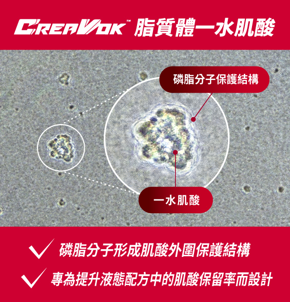 CreaVok_脂質體技術_CreaVok™ Liposomal Creatine Monohydrate EN